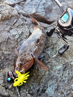 アイナメの釣果