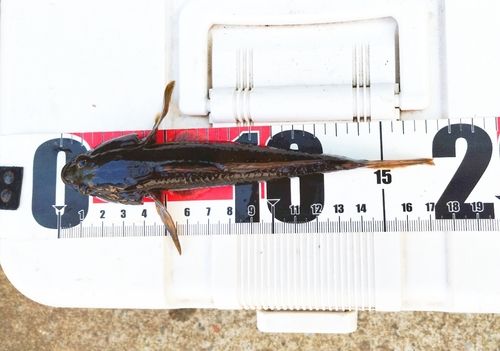 ウロハゼの釣果