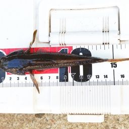 ウロハゼ