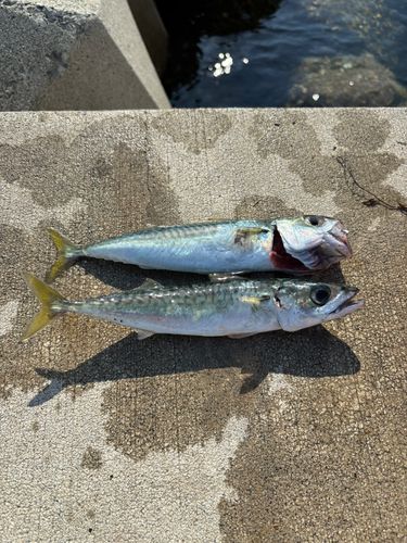 サバの釣果