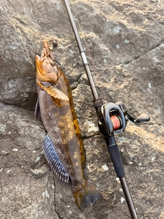 アイナメの釣果