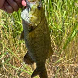 スモールマウスバス