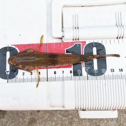 ウロハゼ