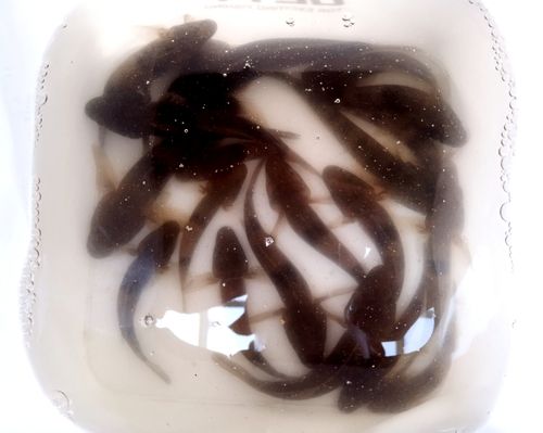 ウロハゼの釣果