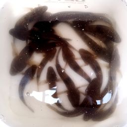 ウロハゼ