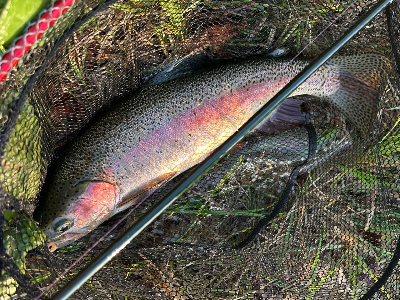 PALMS エゲリア ネイティブパフォーマンス ESNS-74Mの最安値