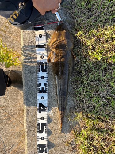 マゴチの釣果