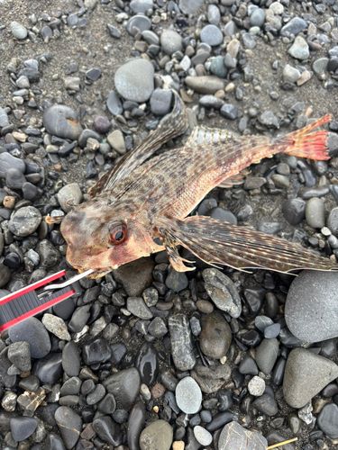 セミホウボウの釣果