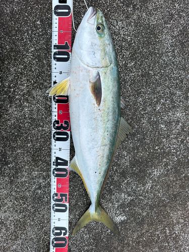 ワラサの釣果