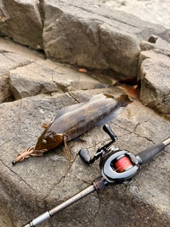 アイナメの釣果