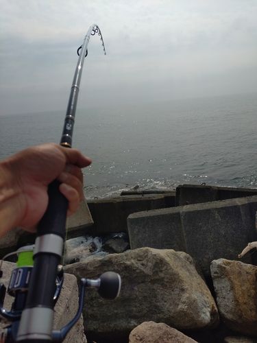 ソゲの釣果