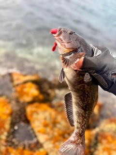 アイナメの釣果