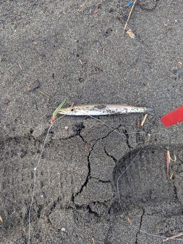 カマスの釣果
