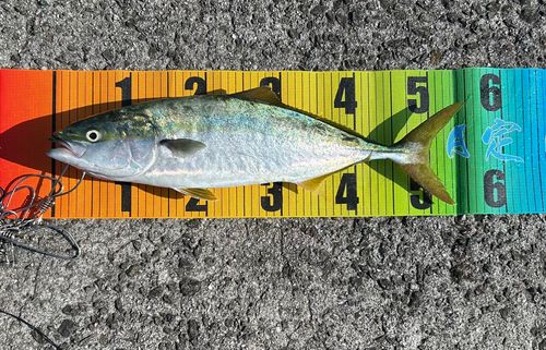 ハマチの釣果
