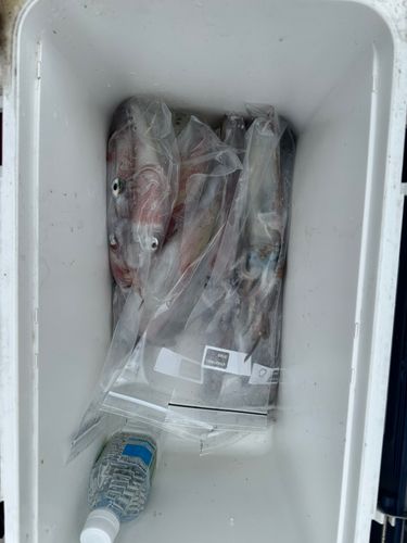 ヤリイカの釣果
