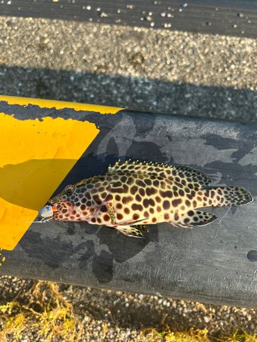 カンモンハタの釣果