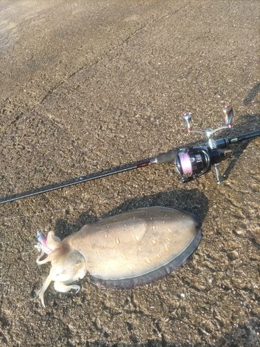 モンゴウイカの釣果
