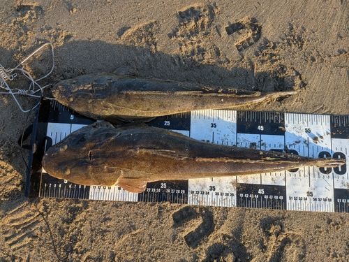 マゴチの釣果