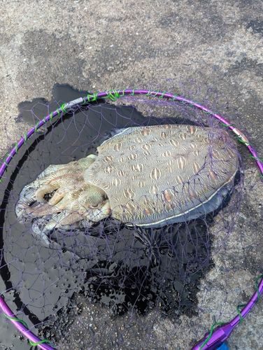 モンゴウイカの釣果