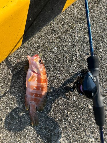 アカハタの釣果