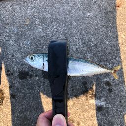 サバ