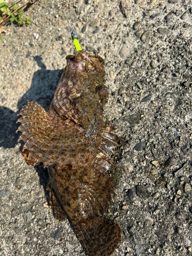 オニカサゴの釣果