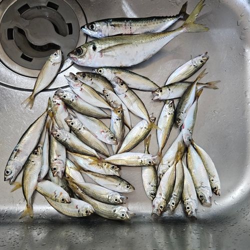 アジの釣果