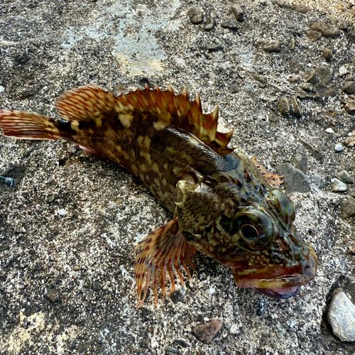 ガシラの釣果