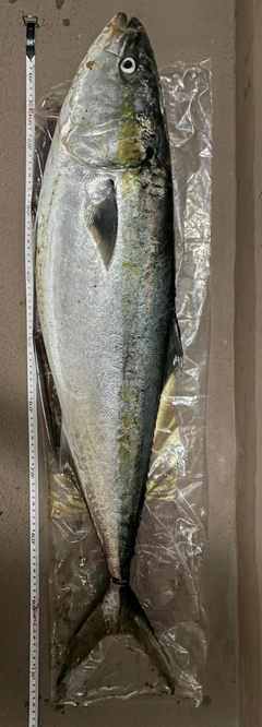ブリの釣果