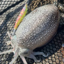 シリヤケイカ