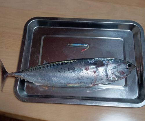 ソウダガツオの釣果