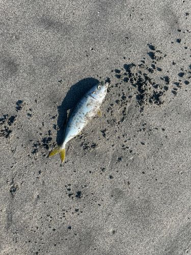 ワカシの釣果