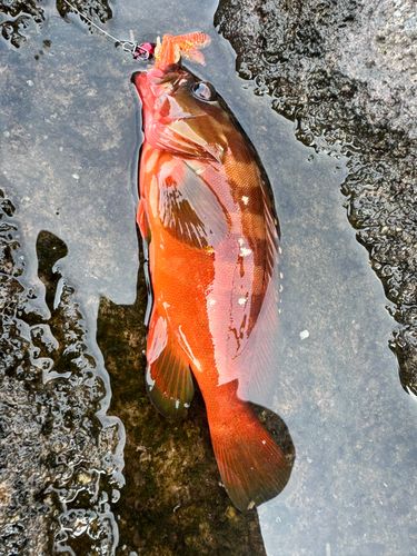 アカハタの釣果