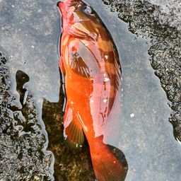アカハタ