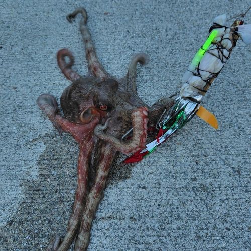 タコの釣果