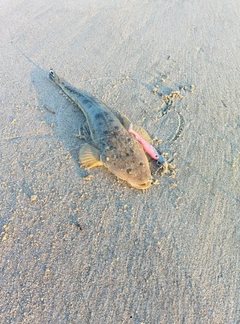 マゴチの釣果