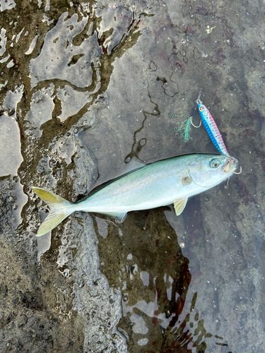 ネリゴの釣果