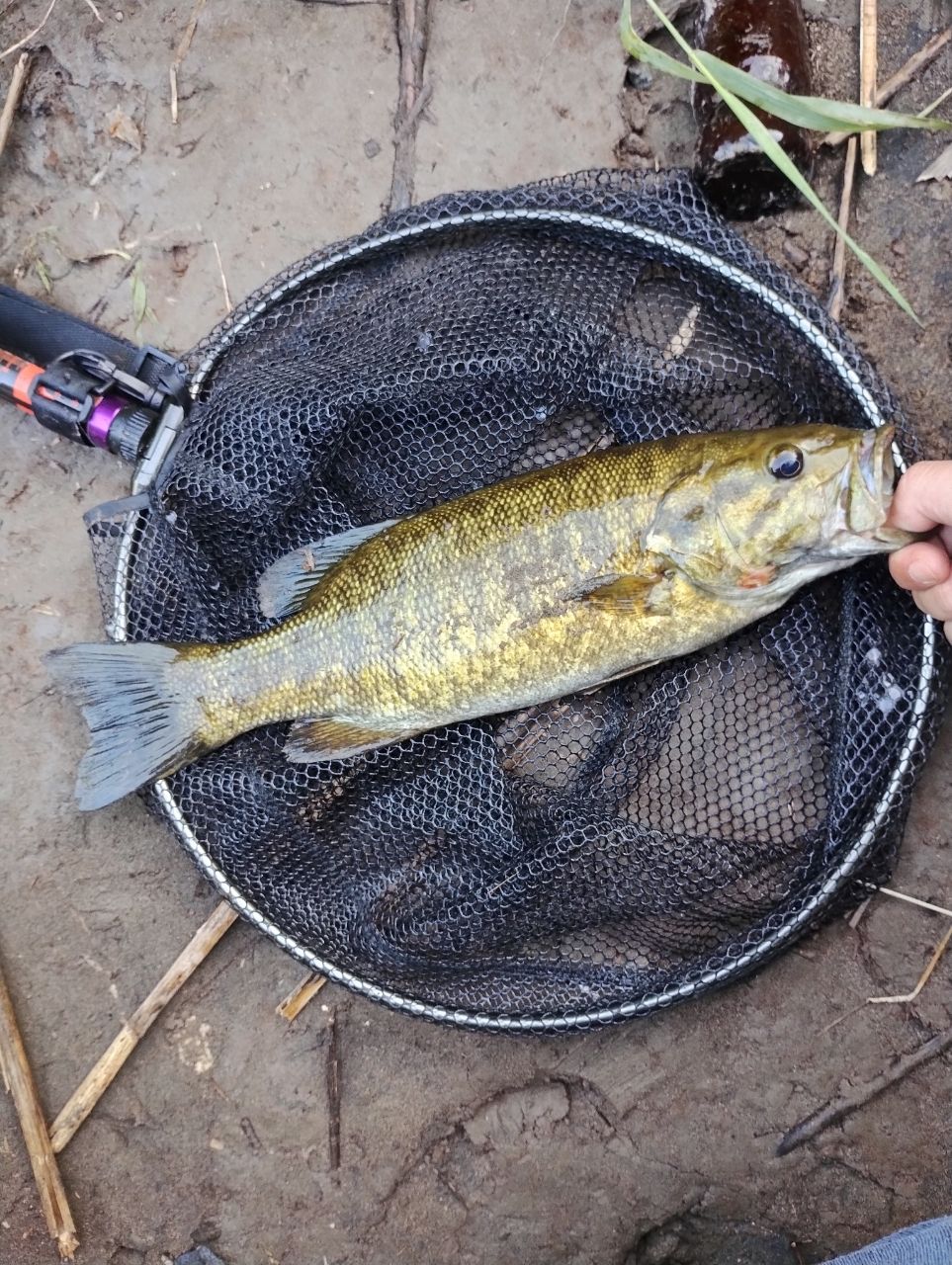 スモールマウスバス