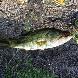 ラージマウスバス