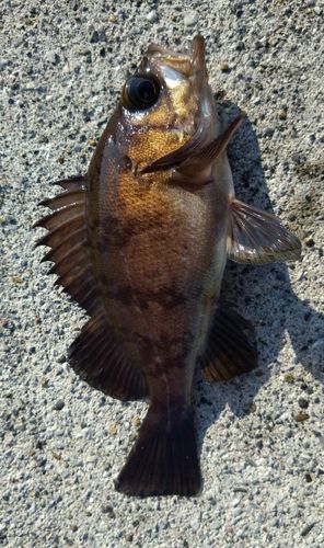 メバルの釣果