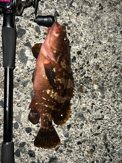 キジハタの釣果