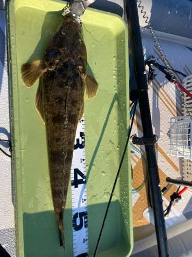 マゴチの釣果