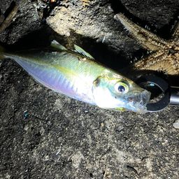 アジ