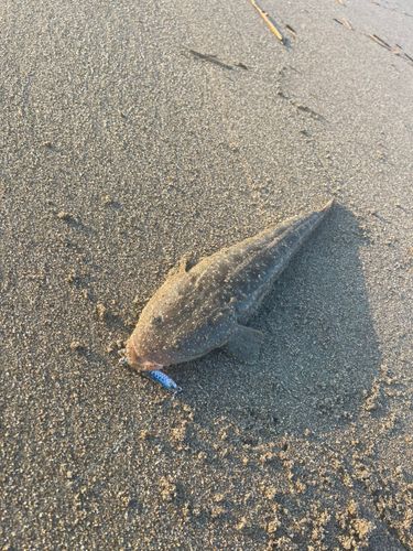 マゴチの釣果
