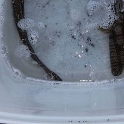 ウナギ