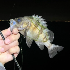 メバルの釣果