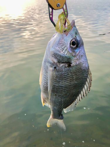 キビレの釣果