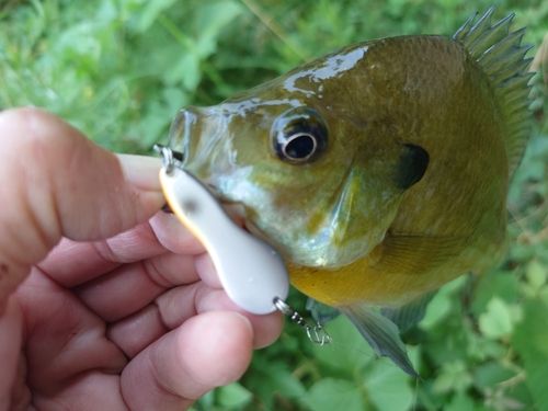 ブルーギルの釣果