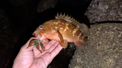 アコウの釣果