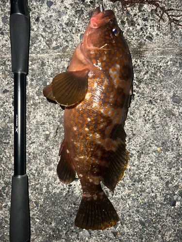 キジハタの釣果